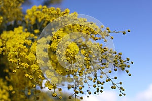 Closeup of yellow Golden Wattle flowers against sky photo