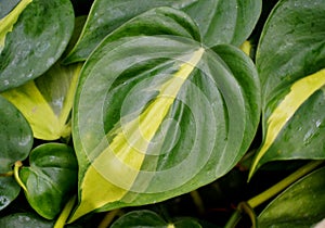 Closeup of a yellow and green variegated leaf of Philodendron Brasil