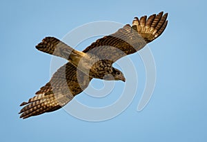 A closeup of a Yellow-headed Caracara, Milvago chimachima, in flight