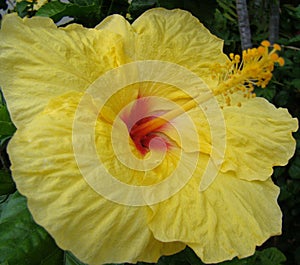 Closeup of Yellow Hibiscus