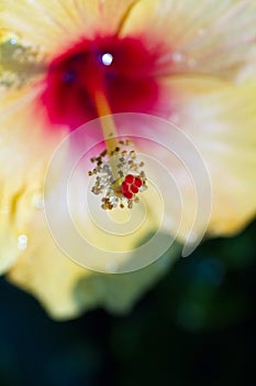 Closeup of Yellow hibiscus or china rose or gurhal