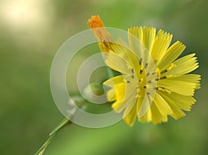 Closeup yellow Hieracium hawkweed flower with green blurred background ,macro image ,abstract background