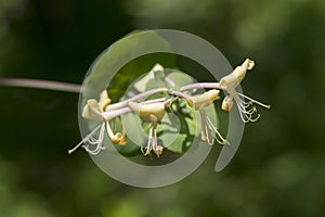 Closeup of a yellow honeysuckle flower over green background