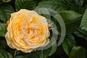 Closeup of yellow hybrid tea rose