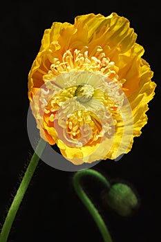 Closeup of Yellow Iceland Poppy Against Black Background