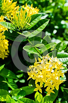 Closeup yellow ixora flower