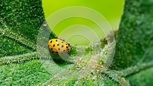 Closeup of a yellow ladybird (Psyllobora vigintiduopunctata) isolated on a green leaf