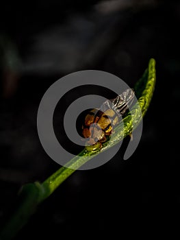 Close up of a yellow ladybug sitting on a young leaf