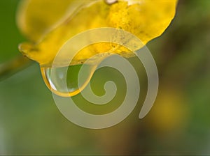 Closeup yellow leaf with water drops with blurred background ,macro image ,dew on nature leaves ,sweet color for card design