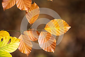 Closeup of yellow leaves on a branch