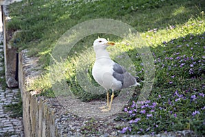 Closeup of a yellow-legged gull (Larus michahellis) sitting in a garden