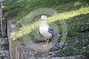 Closeup of a yellow-legged gull (Larus michahellis) sitting in a garden with purple flowers