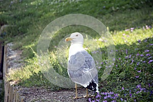 Closeup of a yellow-legged gull (Larus michahellis) sitting in a garden with purple flowers