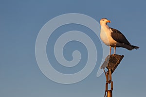 Closeup of a Yellow-legged gullbird, Larus michahellis