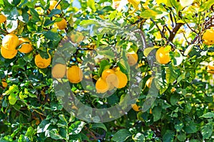 Closeup yellow lemons fruits hanging on the branches. Lemon tree growing in the garden. Bright Summer garden background.