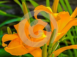 Closeup of Yellow Lilies