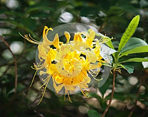 Closeup of yellow lily flower (lilium lancifolium)