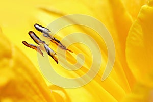 Closeup of a yellow lily pistil