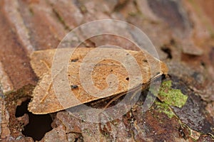 Closeup on the yellow-line Quaker owlet moth, Agrochola macilenta