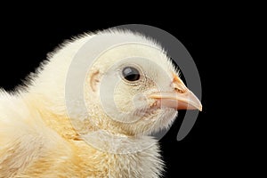 Closeup Yellow Little Baby Chicken Isolated on Black Background