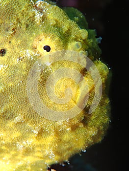 Closeup of a yellow longlure frogfish, Bonaire, Dutch Antilles.