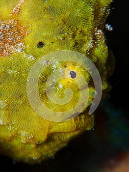 Closeup of a yellow longlure frogfish, Bonaire, Dutch Antilles.