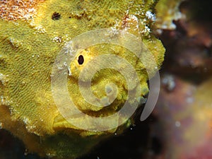 Closeup of a yellow longlure frogfish on a purple sponge, Bonaire, Dutch Antilles.
