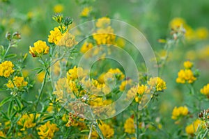 Closeup of yellow lucerne, Medicago falcata photo