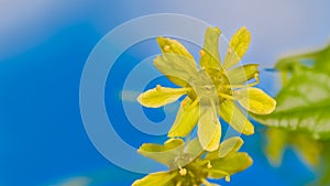 Closeup of yellow maple flower on azure blue sky background with copy space. Acer