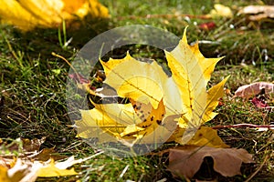 Closeup of yellow maple leaf on the grass