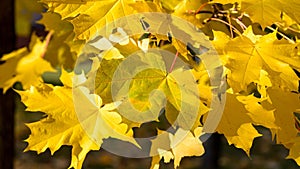 Closeup of yellow maple leaves on a autumn sunny day