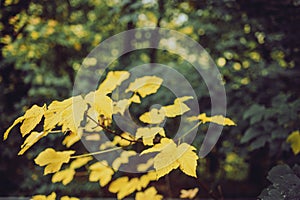 Closeup of yellow maple leaves with blurred green background on a sunny fall day