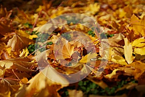 Closeup of yellow maple leaves on the green grass with blurred endings