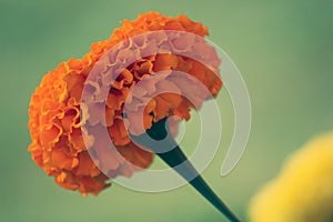 A closeup of a yellow marigold flower