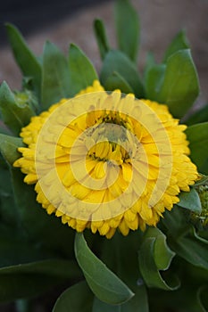 Closeup of yellow marigold flower growing on a green shrub