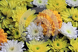 Closeup yellow marigold flower with white and yellow dandelions floating on the water in the pottery water.