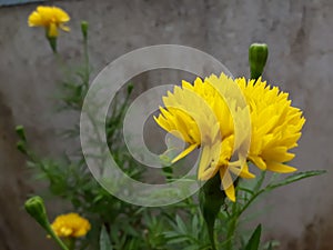 Closeup of a yellow marigold in a nice scenario