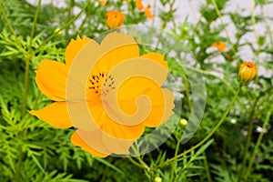 Closeup,yellow Marigold, Orange, bright colors