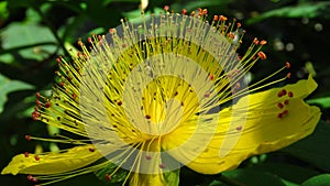 Hypericum androsaemum Albury Purple blossom. Closeup of yellow garden flowers blooming in summer.