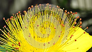 Hypericum androsaemum Albury Purple blossom.Closeup of yellow garden flowers blooming in summer.