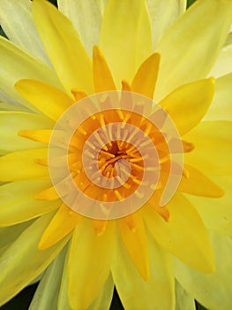 Closeup yellow Nymphaea stellafa