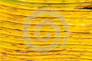 Closeup of yellow old banana leaf texture