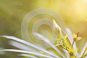 Closeup Yellow Oleander flower bud and small green leaves with yellow sunlight and defocus bokeh background.