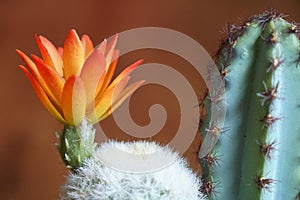 Closeup Yellow orange color of blooming cactus flower is a species of white thorn cactus plant