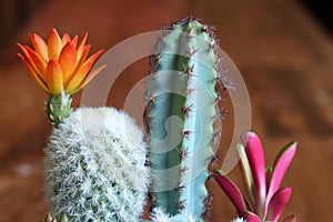 Closeup Yellow orange color of blooming cactus flower is a species of white thorn cactus plant