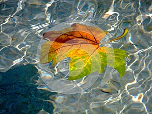 closeup of yellow, orange and green color autumn maple leaf floating on top of blue water