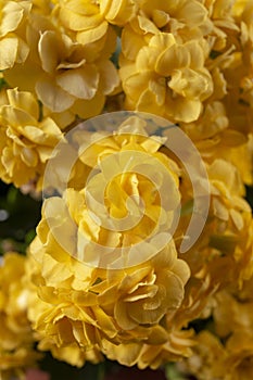 Closeup of yellow orange kalanchoe flowers. Houseplant care. Kalanchoe blossfeldiana