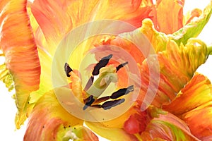 Closeup of a yellow and orange Lily order flower on a white background