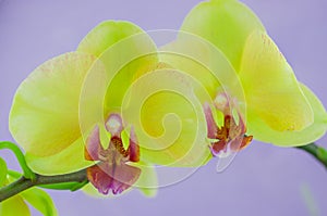 Closeup of yellow orchids on a pink pbackground