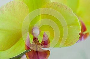 Closeup of yellow orchids on a pink pbackground